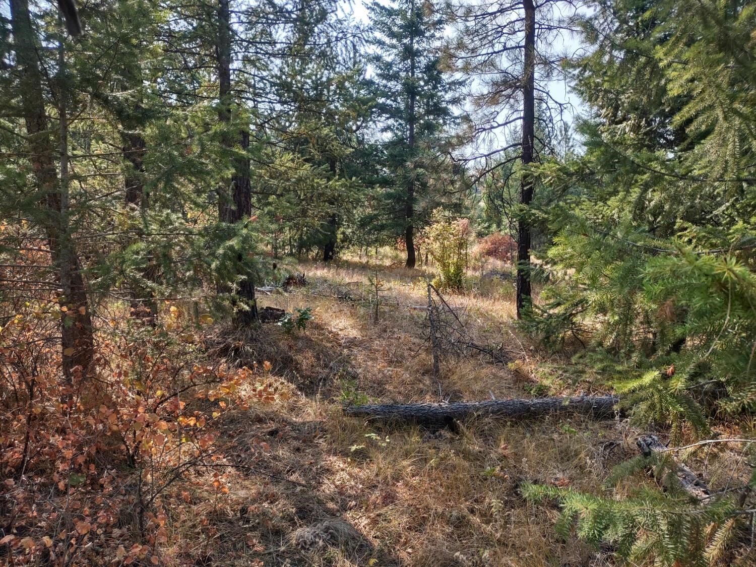 XX Lodgepole Ln - Photo 6