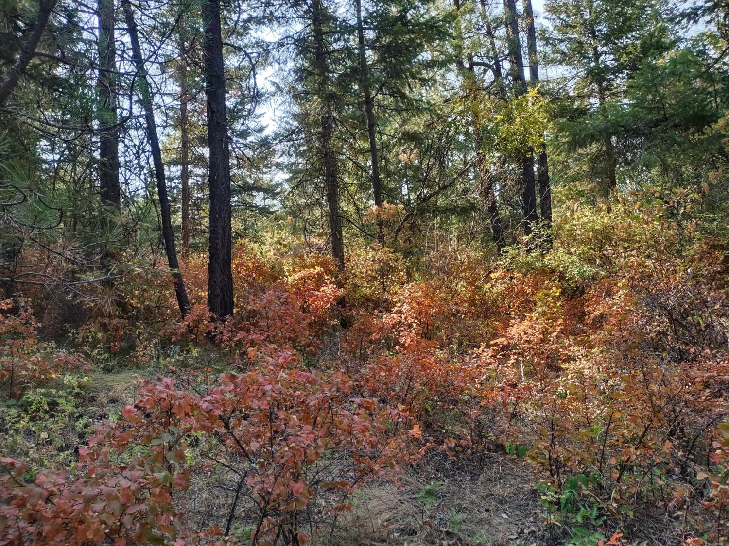 XX Lodgepole Ln - Photo 7
