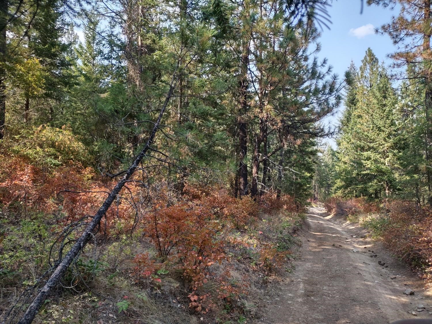 XX Lodgepole Ln - Photo 8