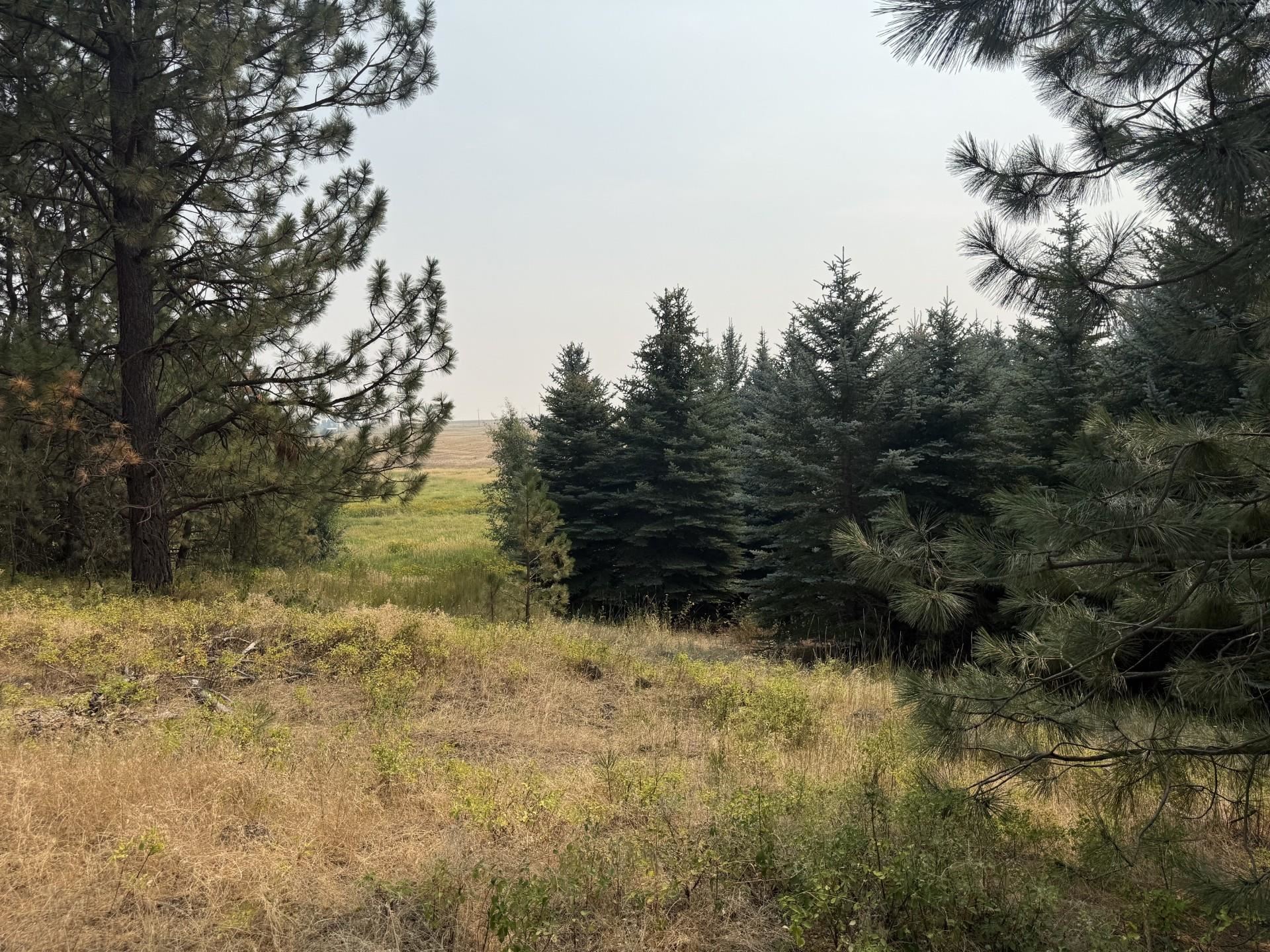 111XX S Spruce Tree Ln - Photo 6