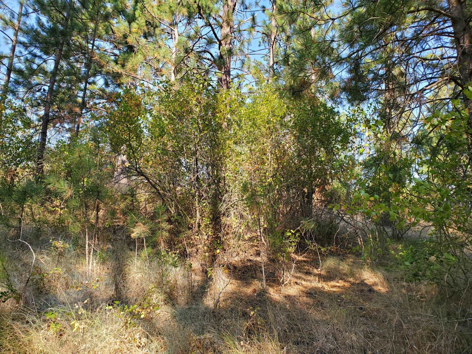 NKA Old School Rd - Photo 12