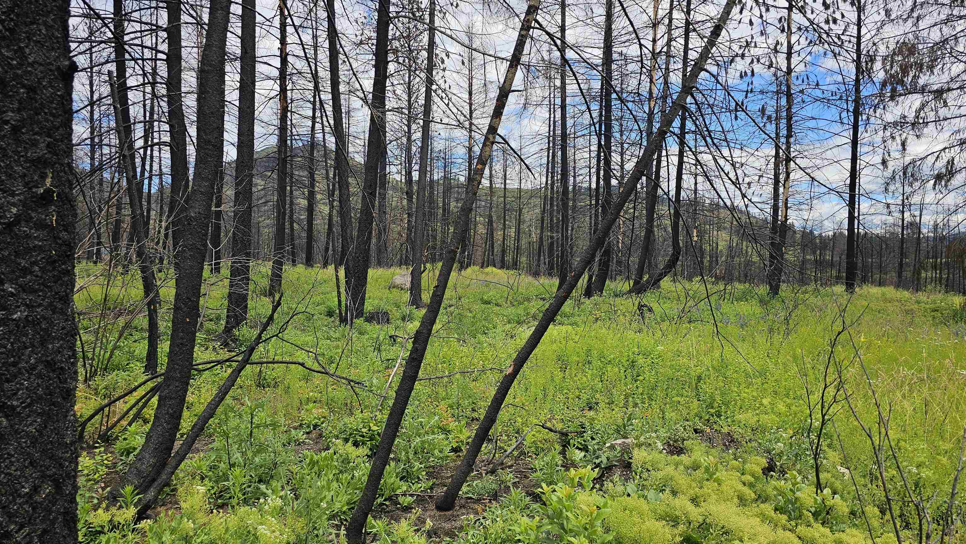 34XX Lael-Flat Creek Rd - Photo 1