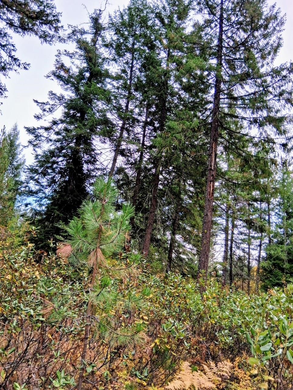706 mccammon Rd - Photo 15