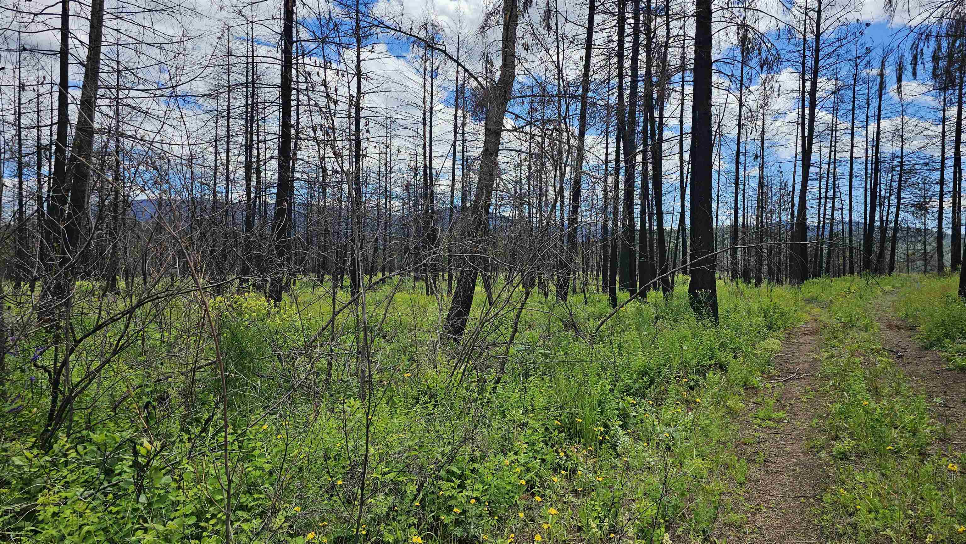 34XX Lael-Flat Creek Rd - Photo 3