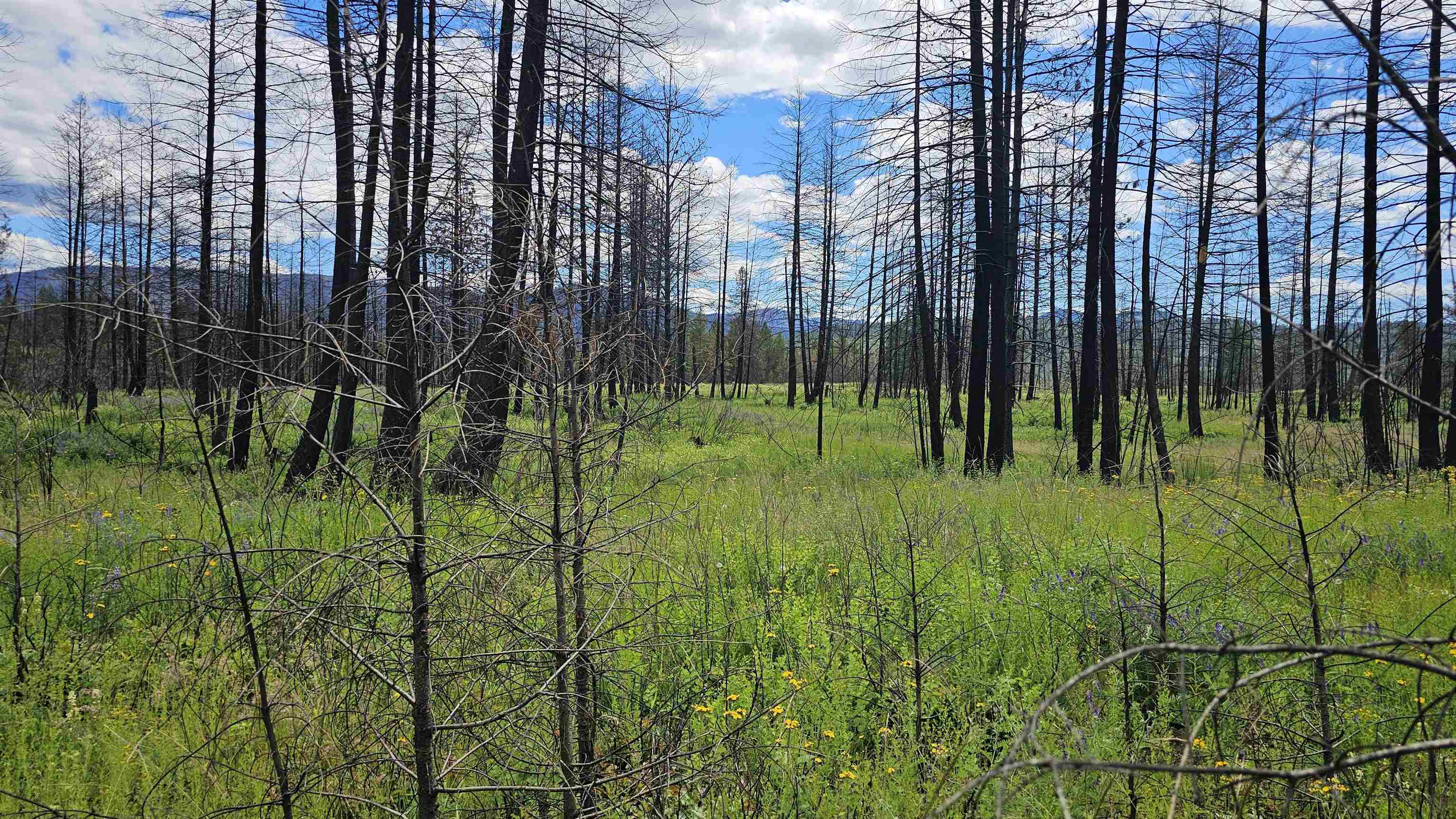 34XX Lael-Flat Creek Rd - Photo 6