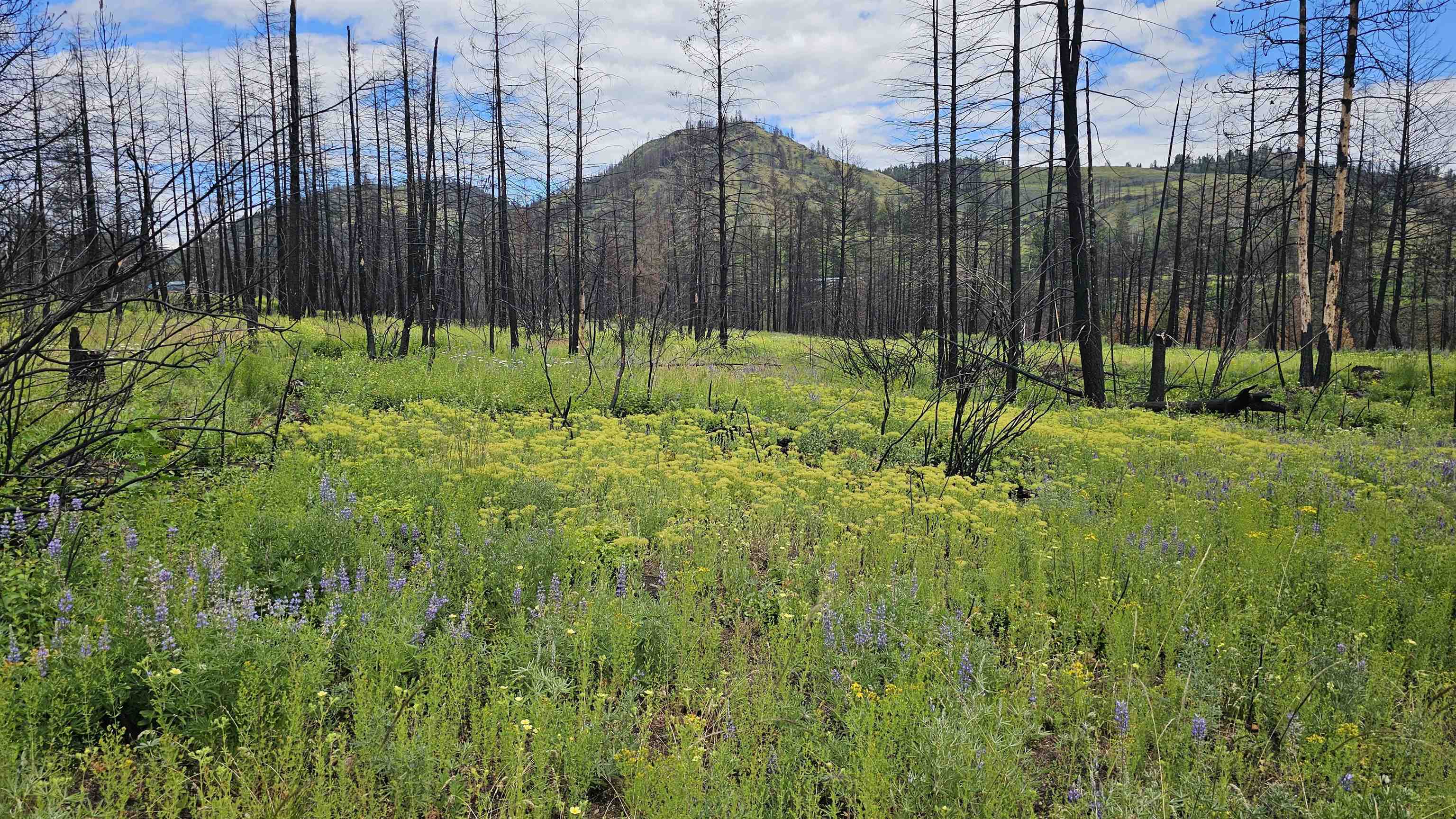 34XX Lael-Flat Creek Rd - Photo 8