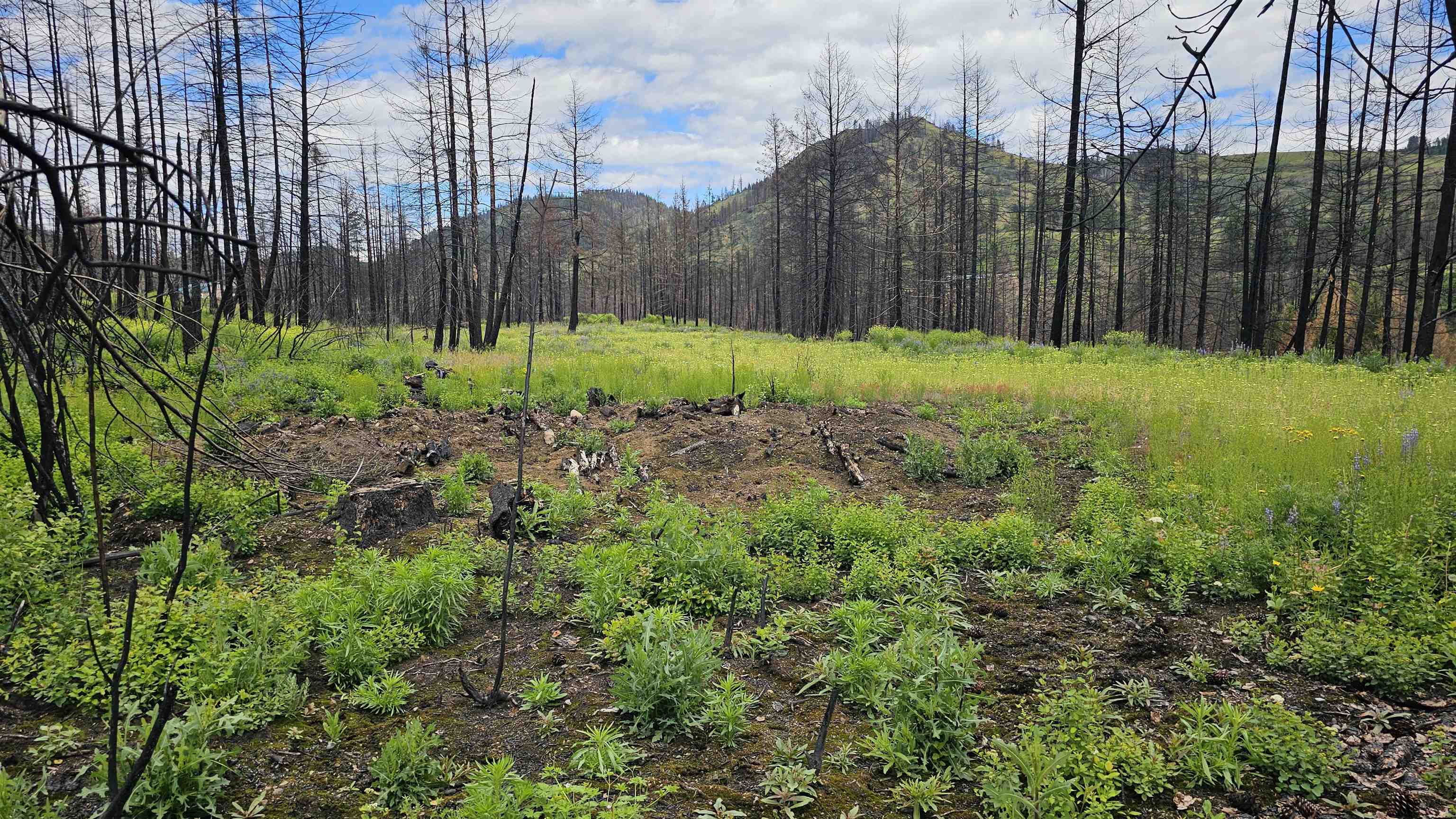 34XX Lael-Flat Creek Rd - Photo 9