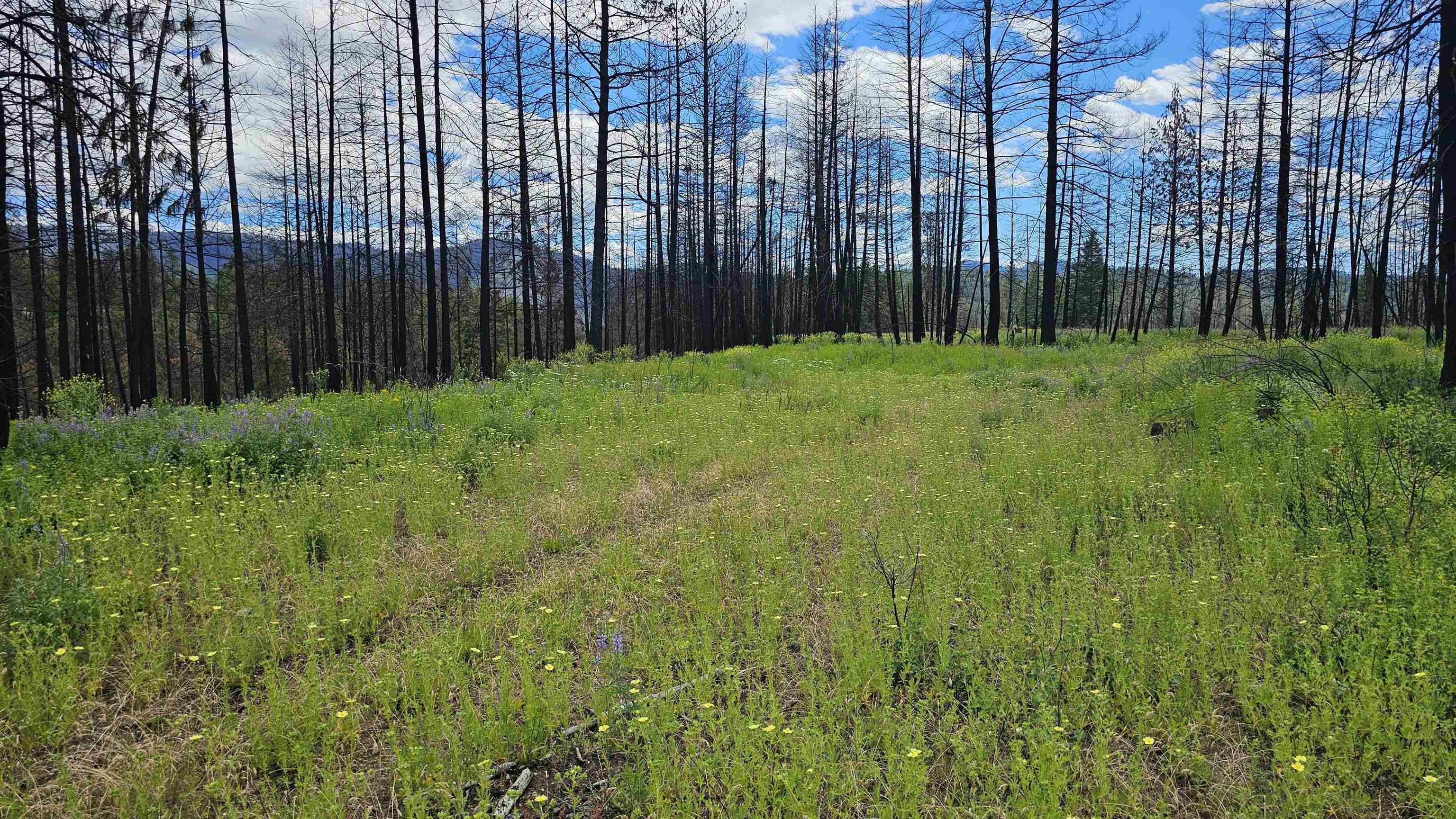 34XX Lael-Flat Creek Rd - Photo 11