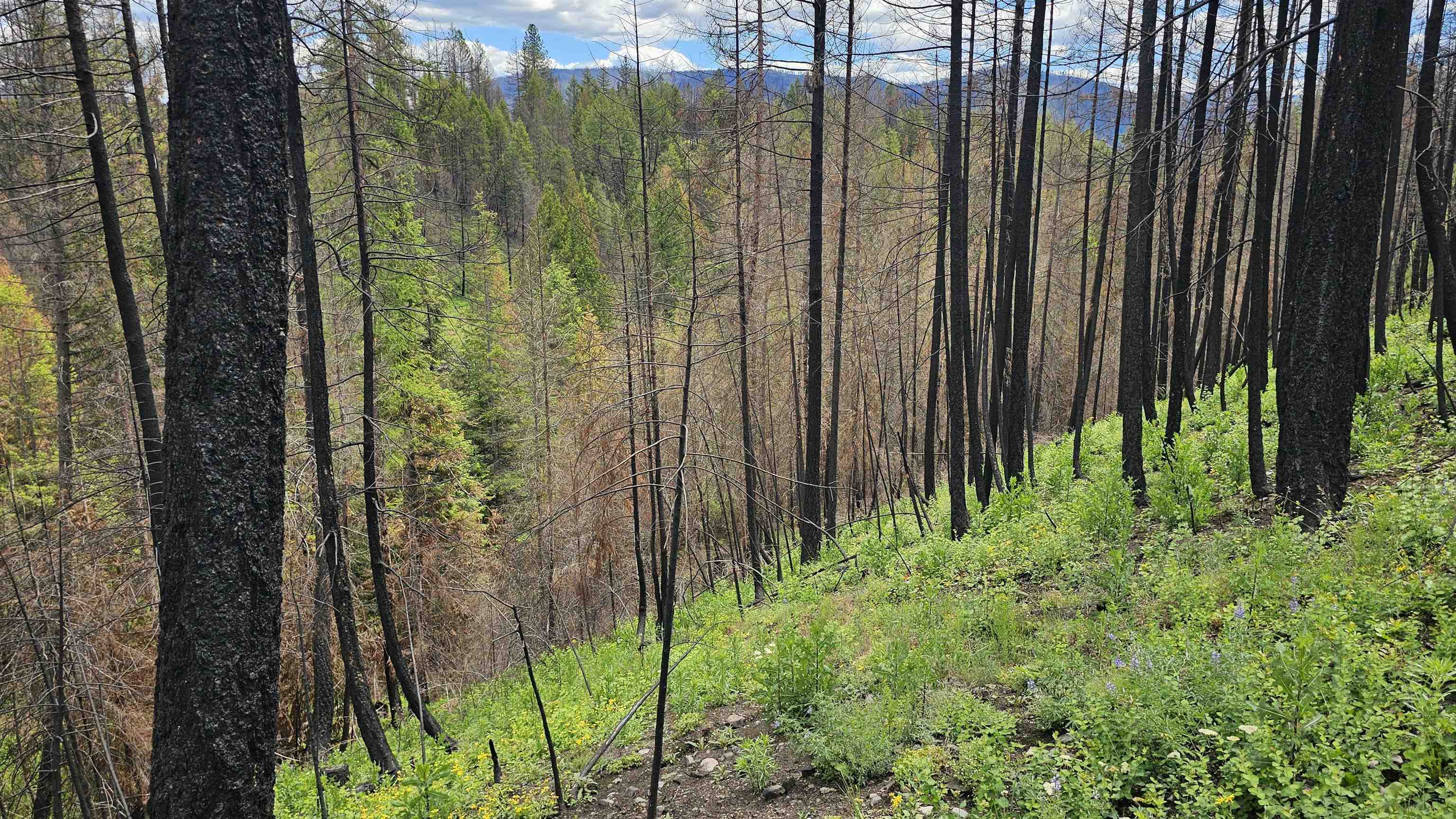 34XX Lael-Flat Creek Rd - Photo 2