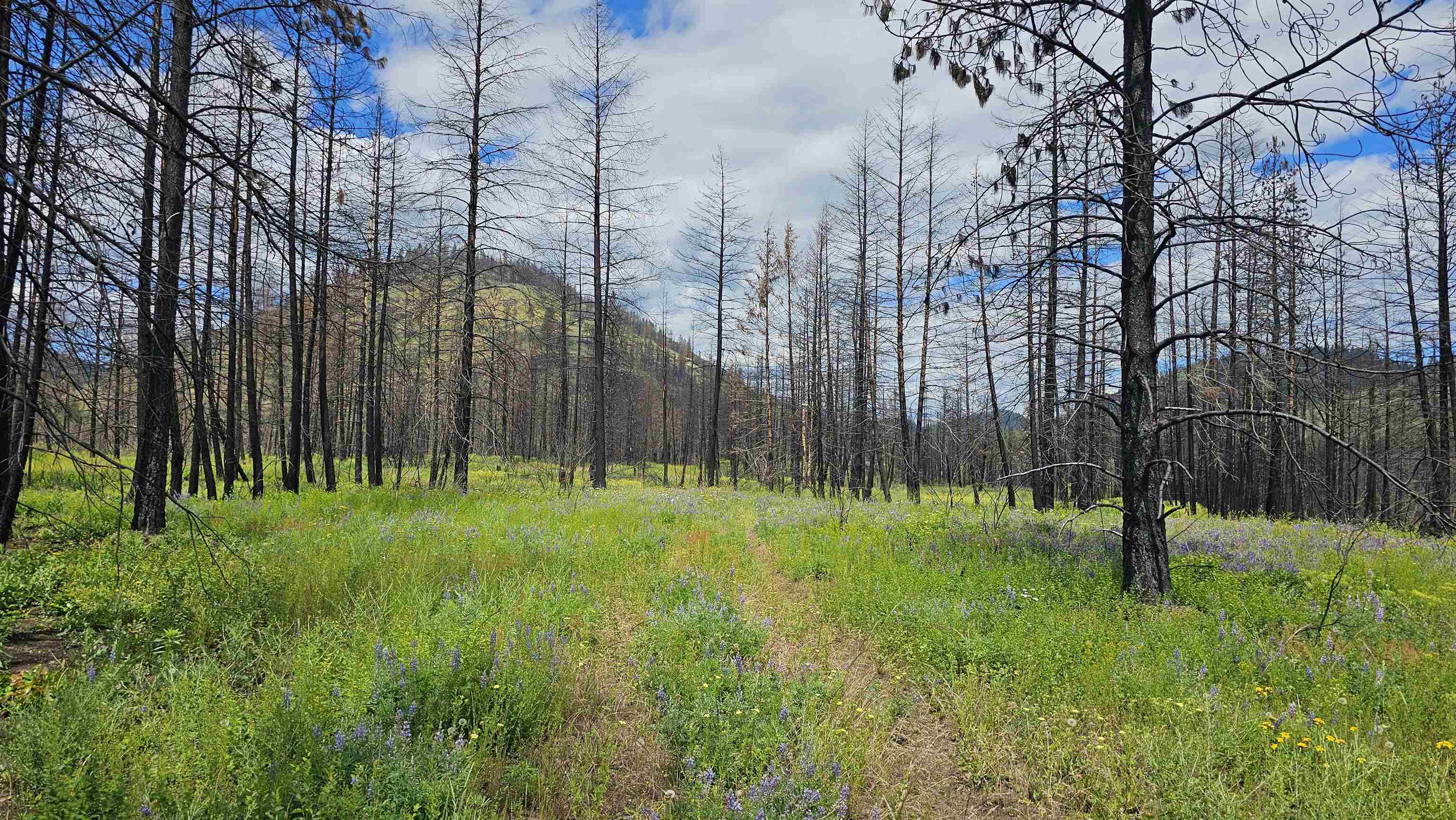 34XX Lael-Flat Creek Rd - Photo 15