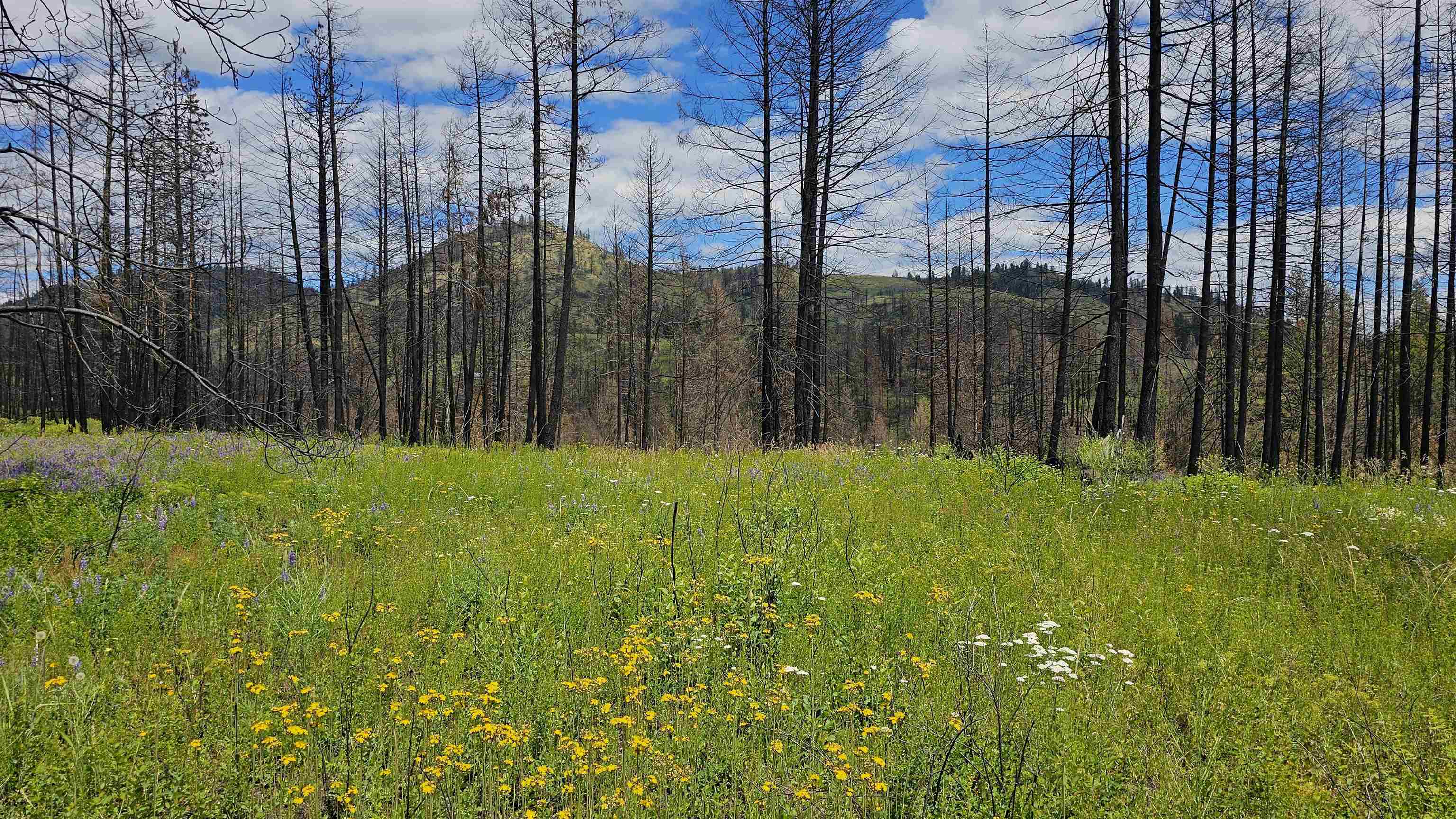 34XX Lael-Flat Creek Rd - Photo 16