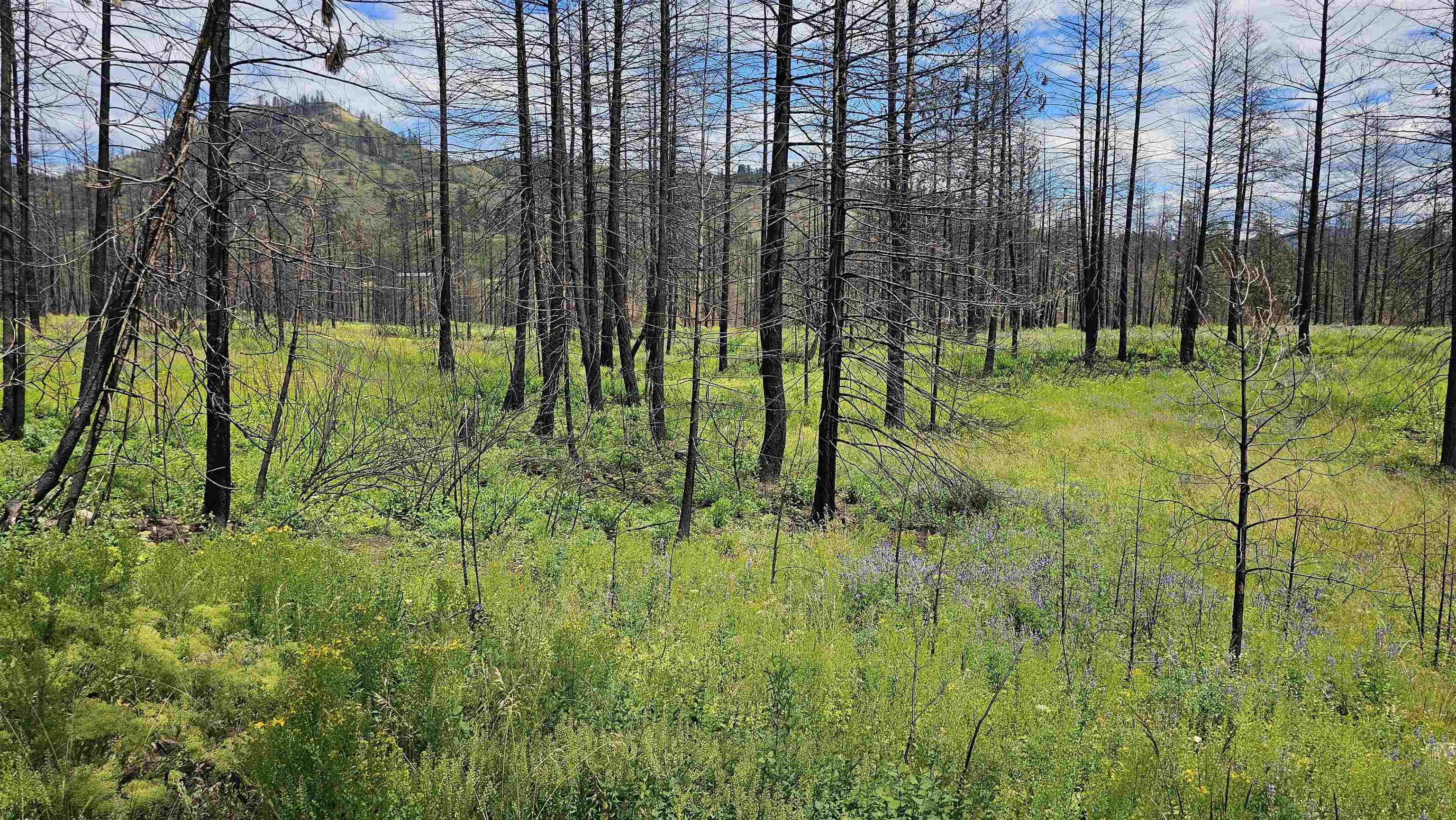 34XX Lael-Flat Creek Rd - Photo 12