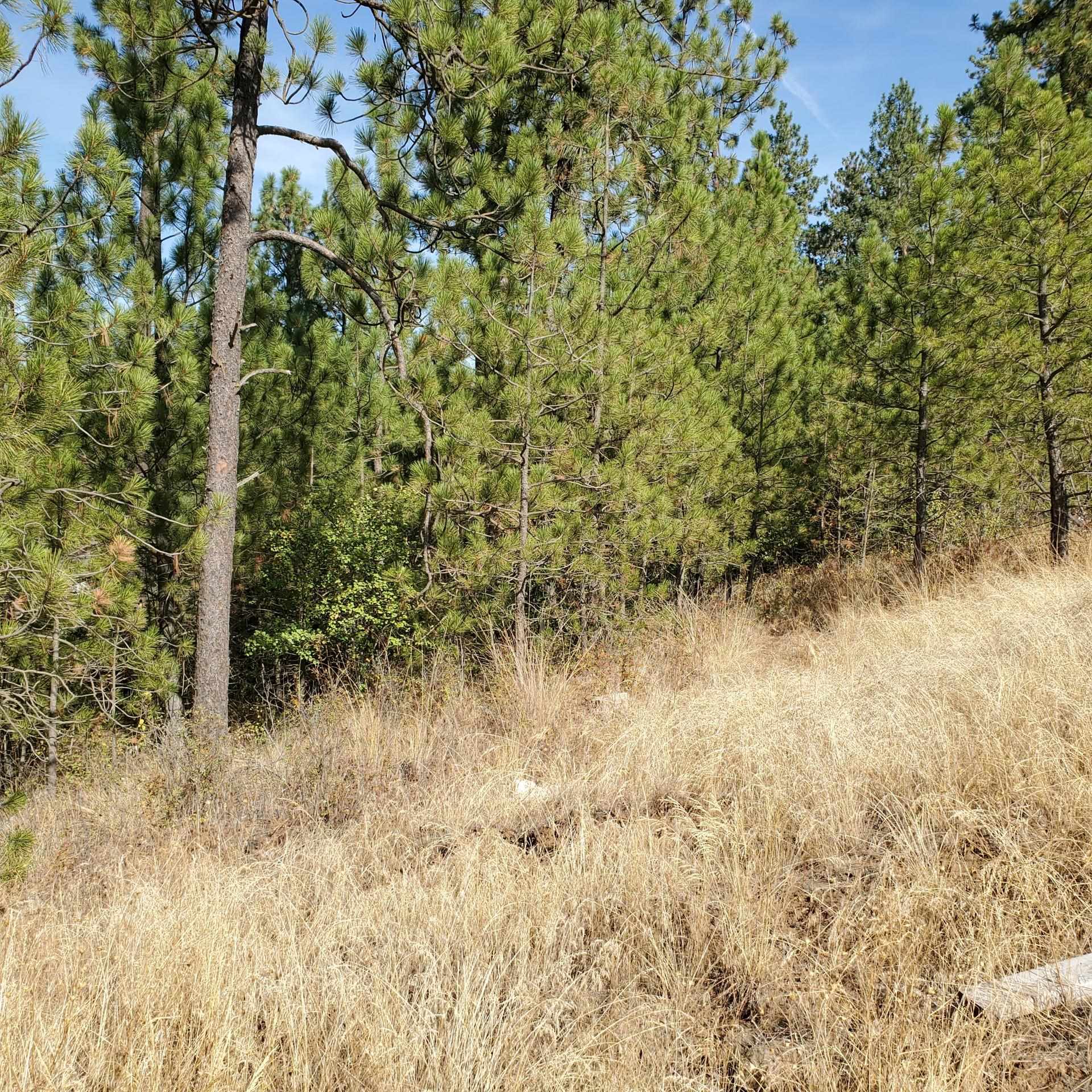 Vacant Land - Photo 5