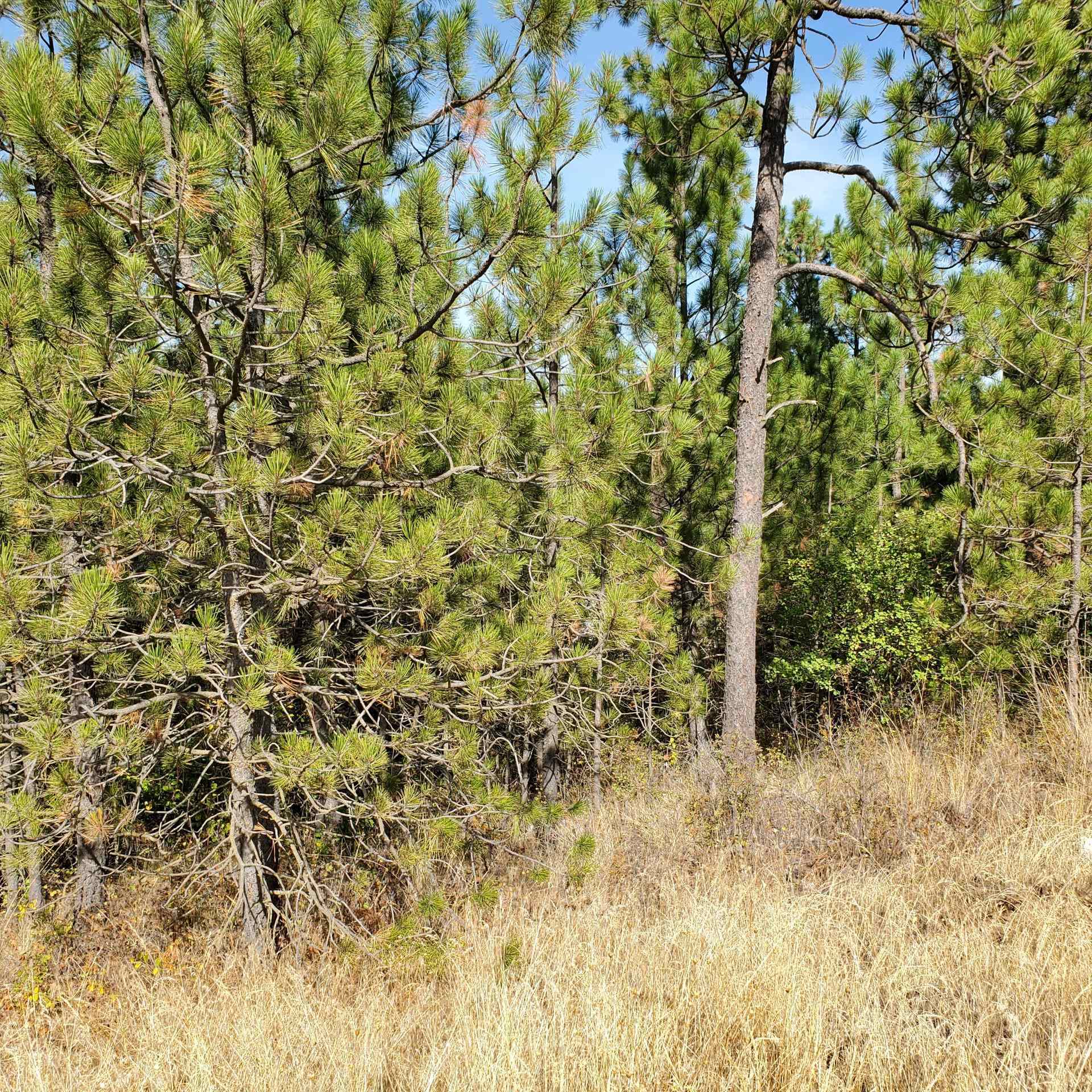 Vacant Land - Photo 9