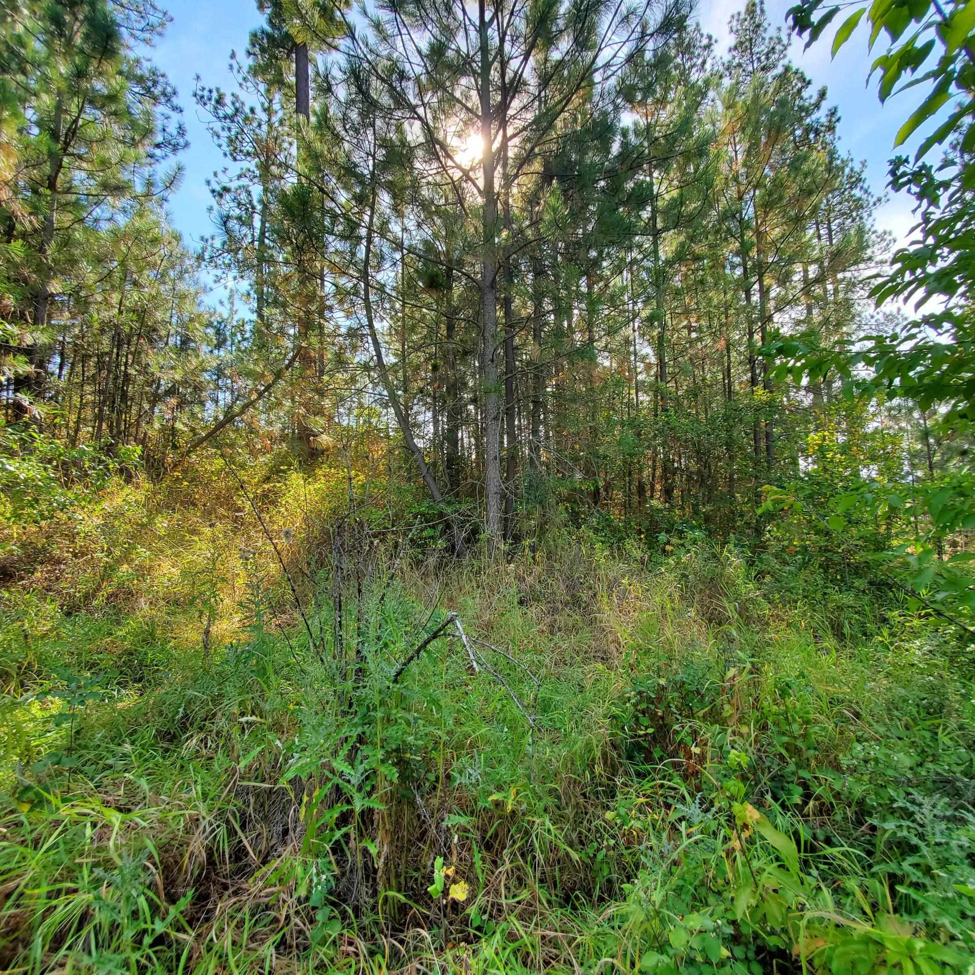 Vacant Land - Photo 8