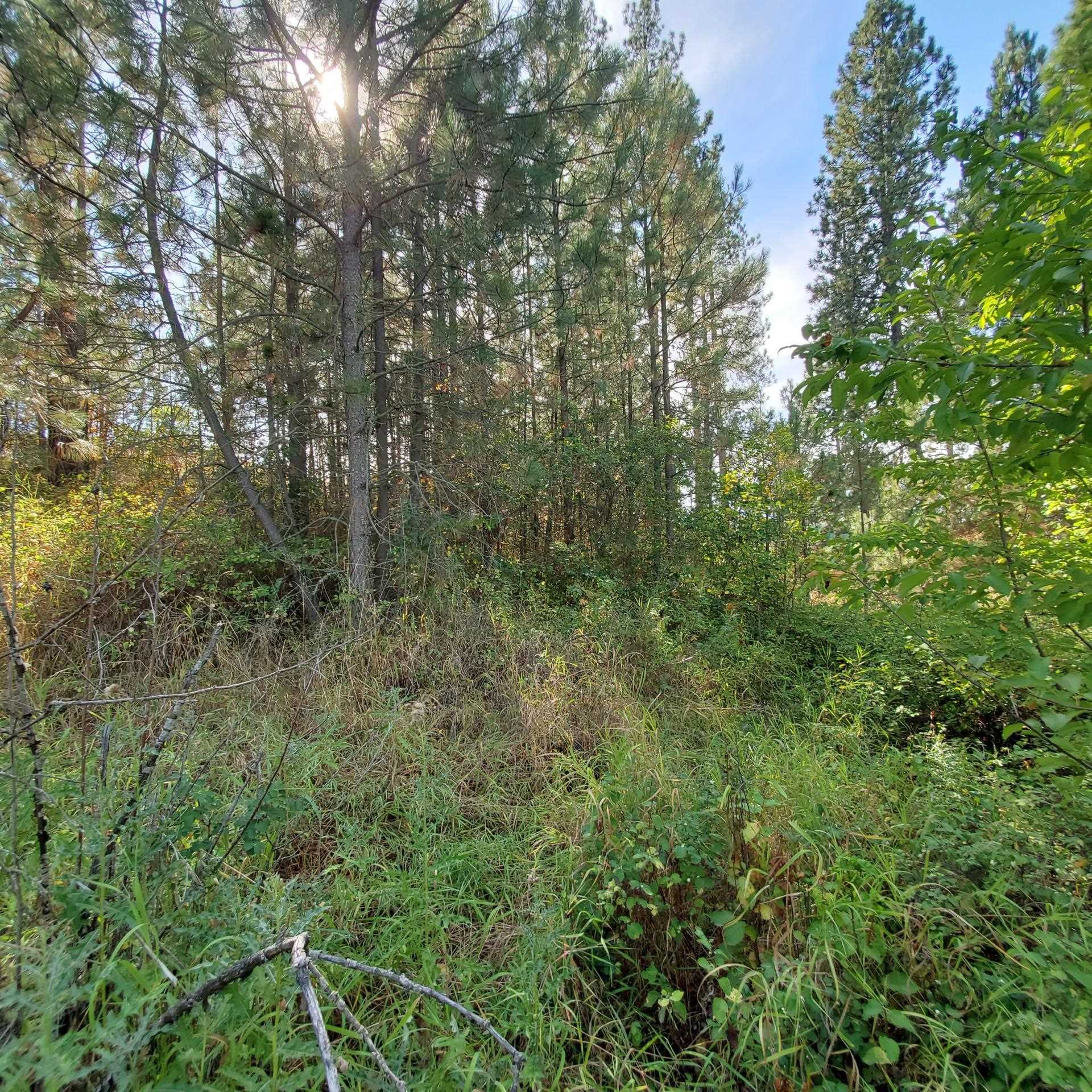 Vacant Land - Photo 10