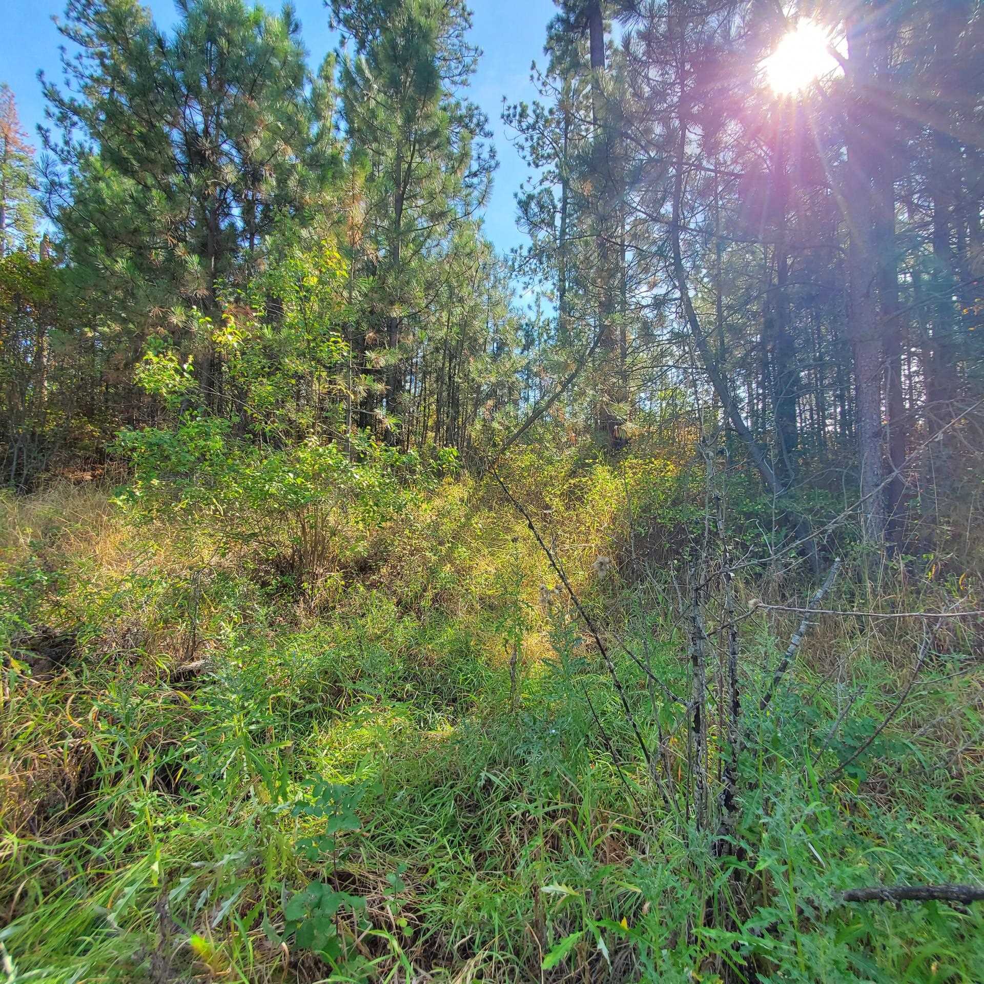 Vacant Land - Photo 11