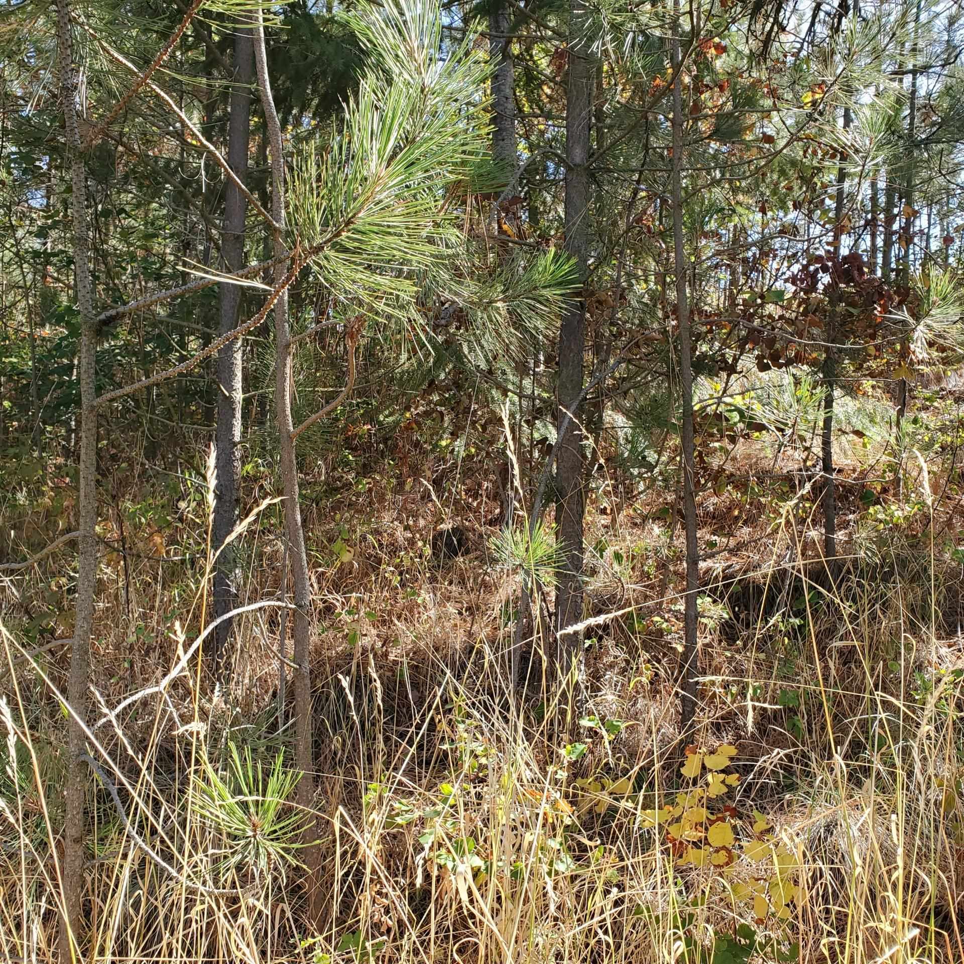 Vacant Land - Photo 13