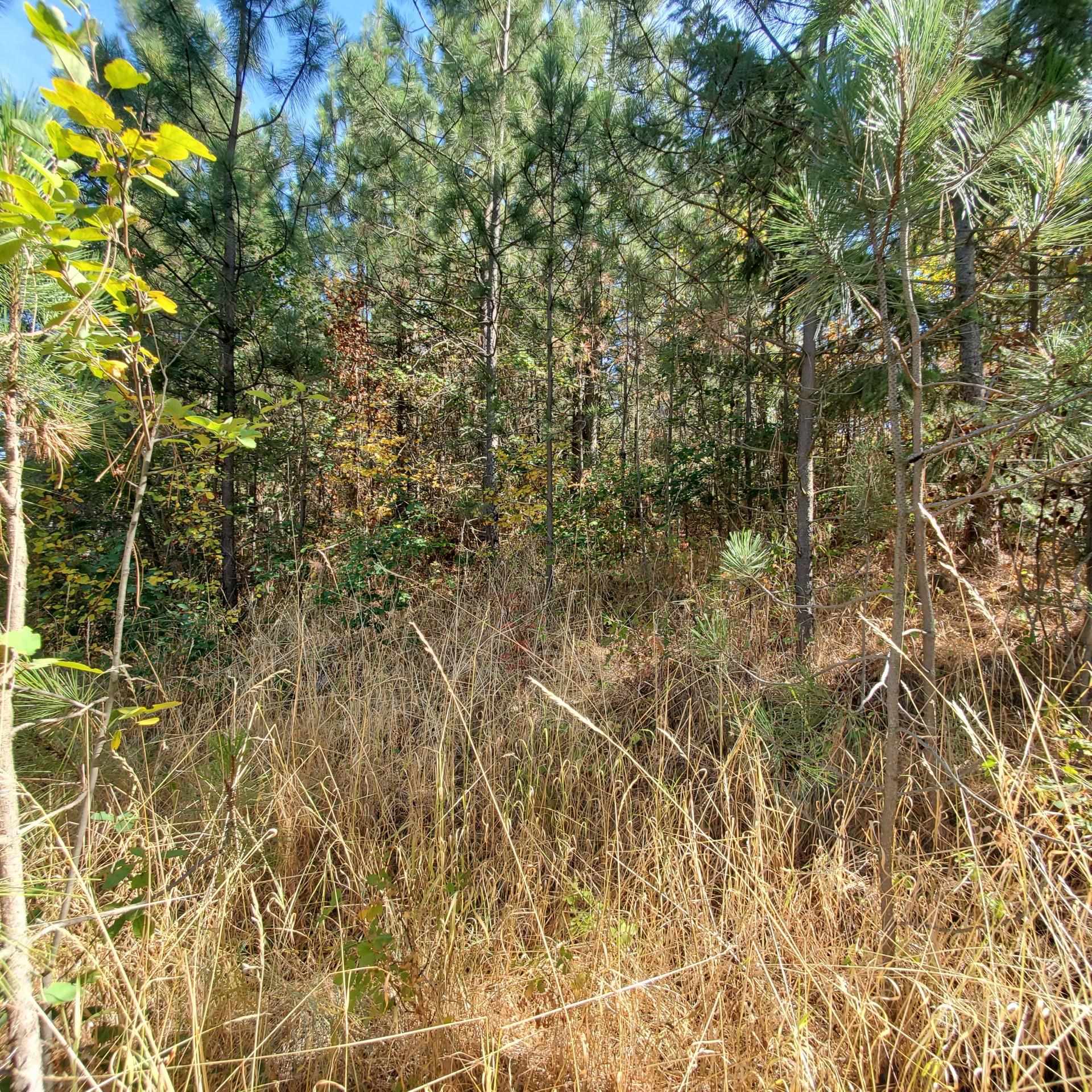 Vacant Land - Photo 14