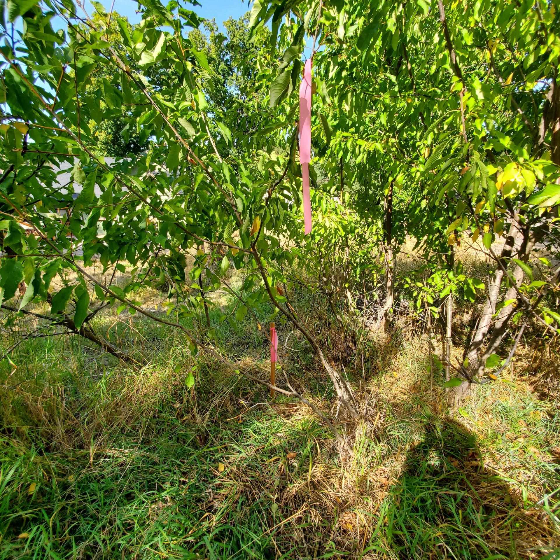 Vacant Land - Photo 15