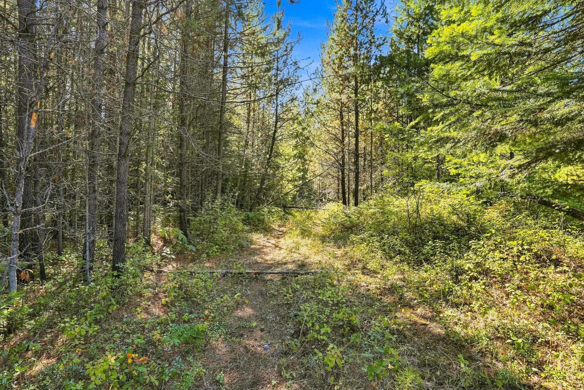 408 Calispel Trail Loop - Photo 8