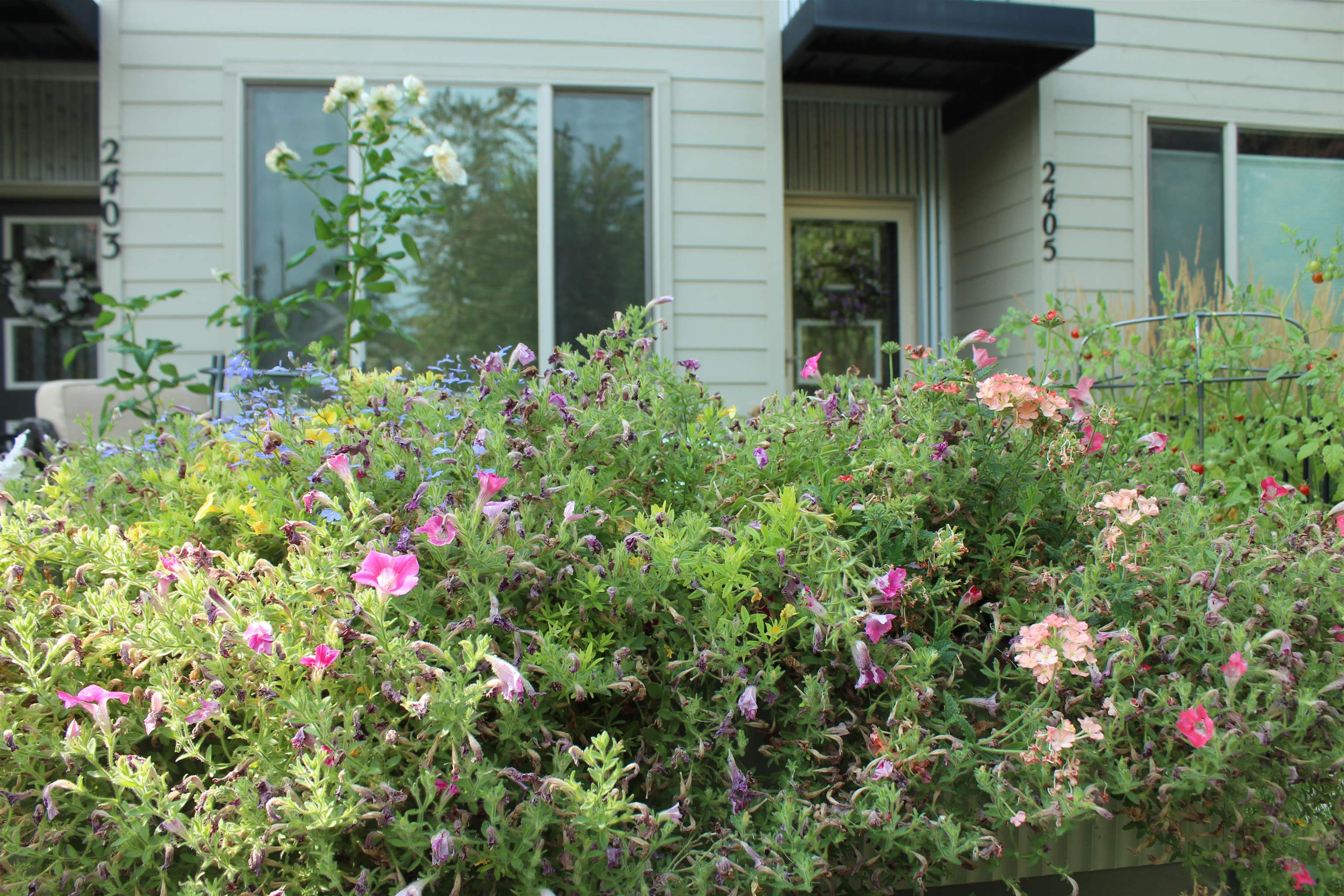 2405 W BRIDGE Ave - Photo 3