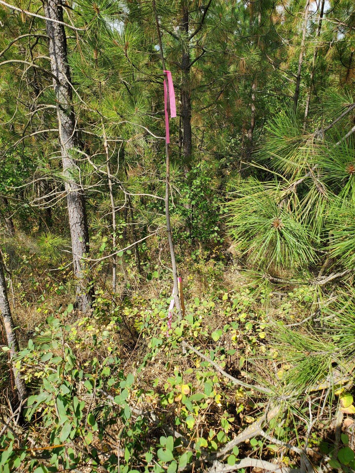 Vacant Land - Photo 2