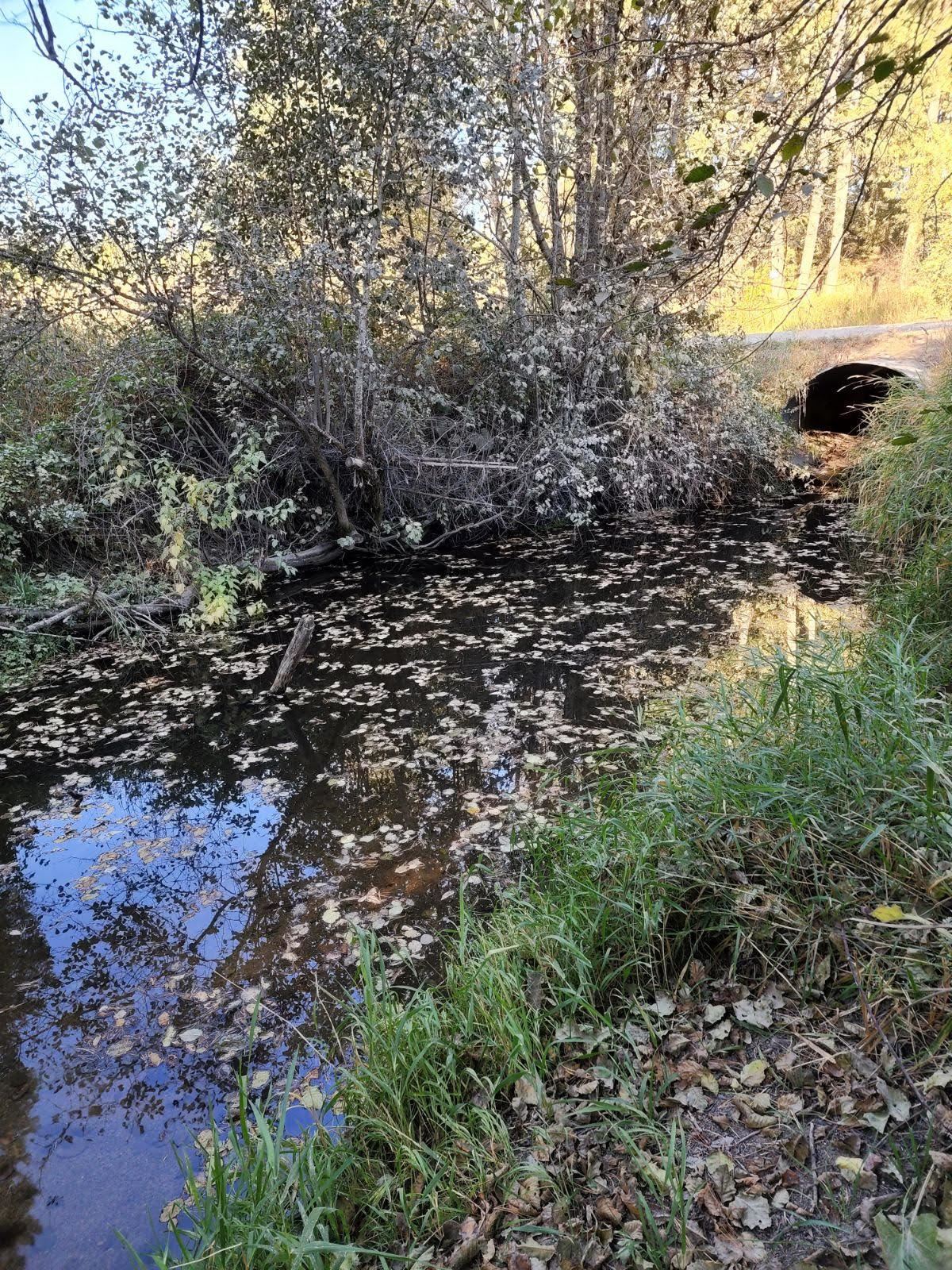4439 Whittier Rd - Photo 8