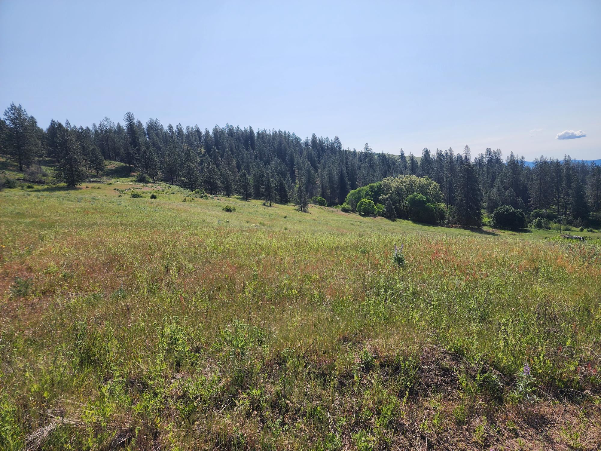 xxx Hall Creek Rd - Photo 4